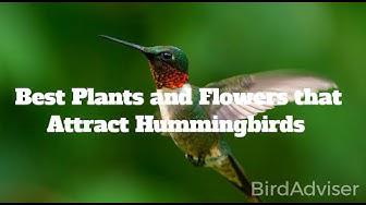 'Video thumbnail for Best Plants and Flowers that Attract Hummingbirds'