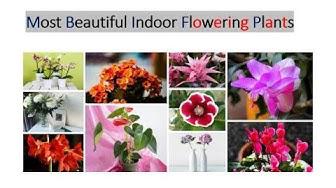 'Video thumbnail for 10 Most Beautiful Indoor Flowering Plants for Your Home'