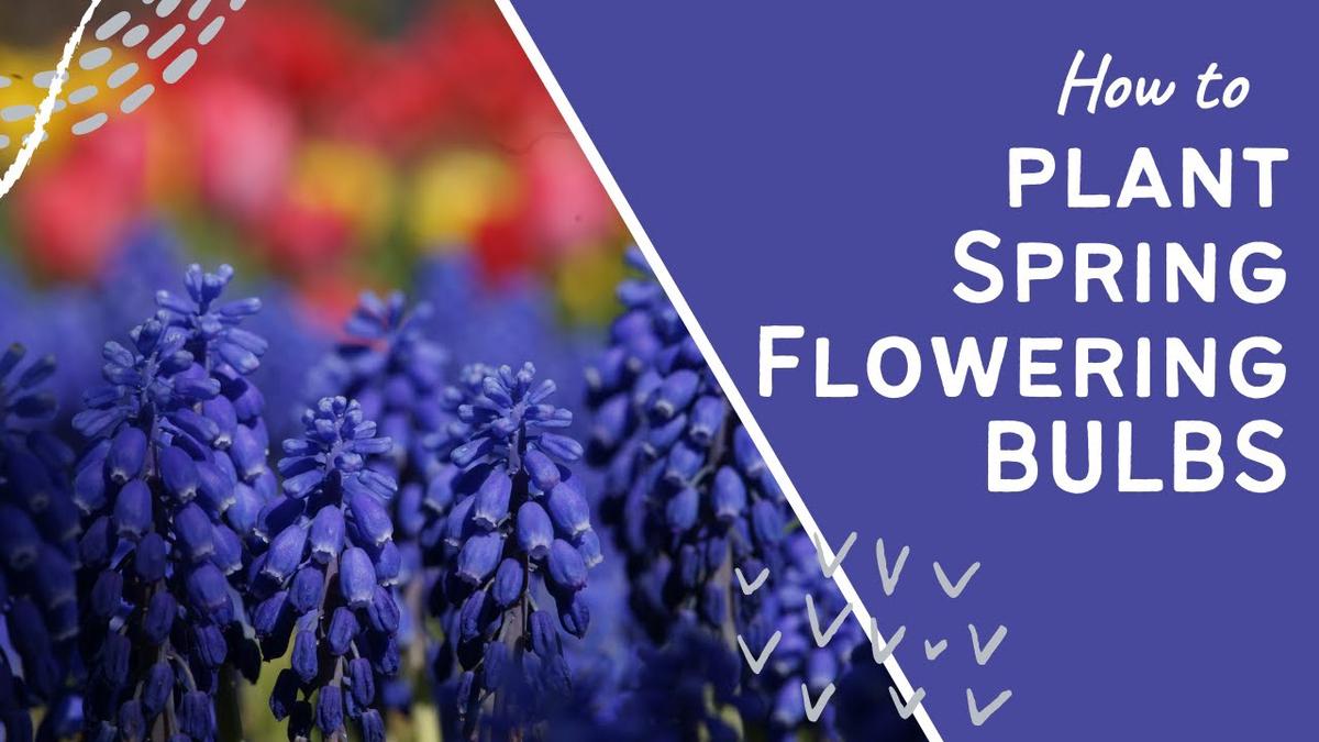 'Video thumbnail for How to plant Spring Flowering BULBS'