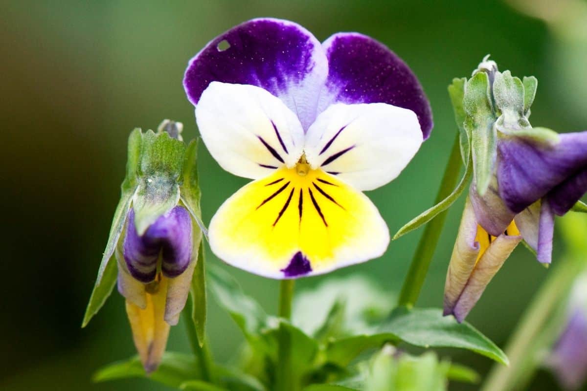 How Long Do Pansy Live? (+How To Keep Them Thriving)