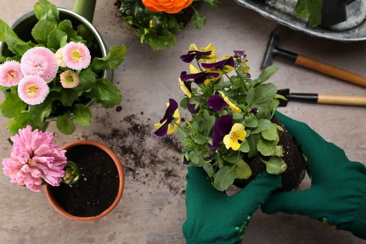 How To Revive Dying Pansies? (Signs, Causes & Solution)