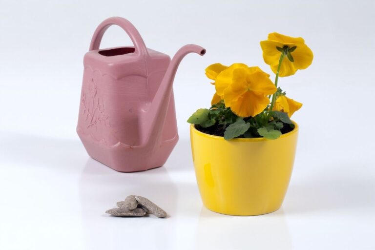 Why Are My Pansies Leggy? (+How To Fix A Leggy Plant)