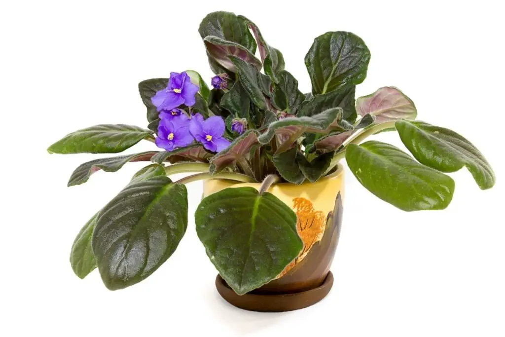 African violet drooping