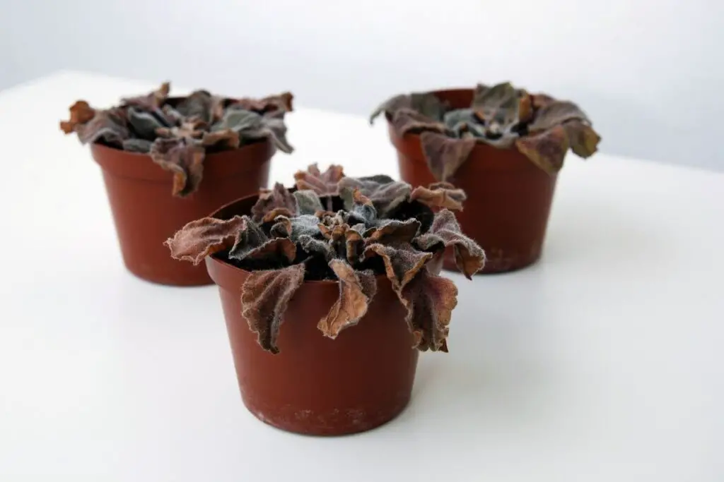 African violet dying 2