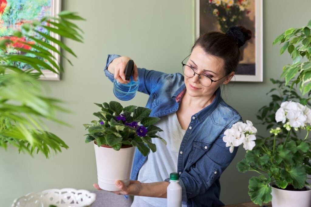 African violet misting 3