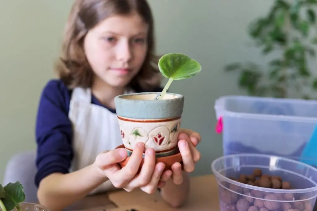 African violet propagation 6