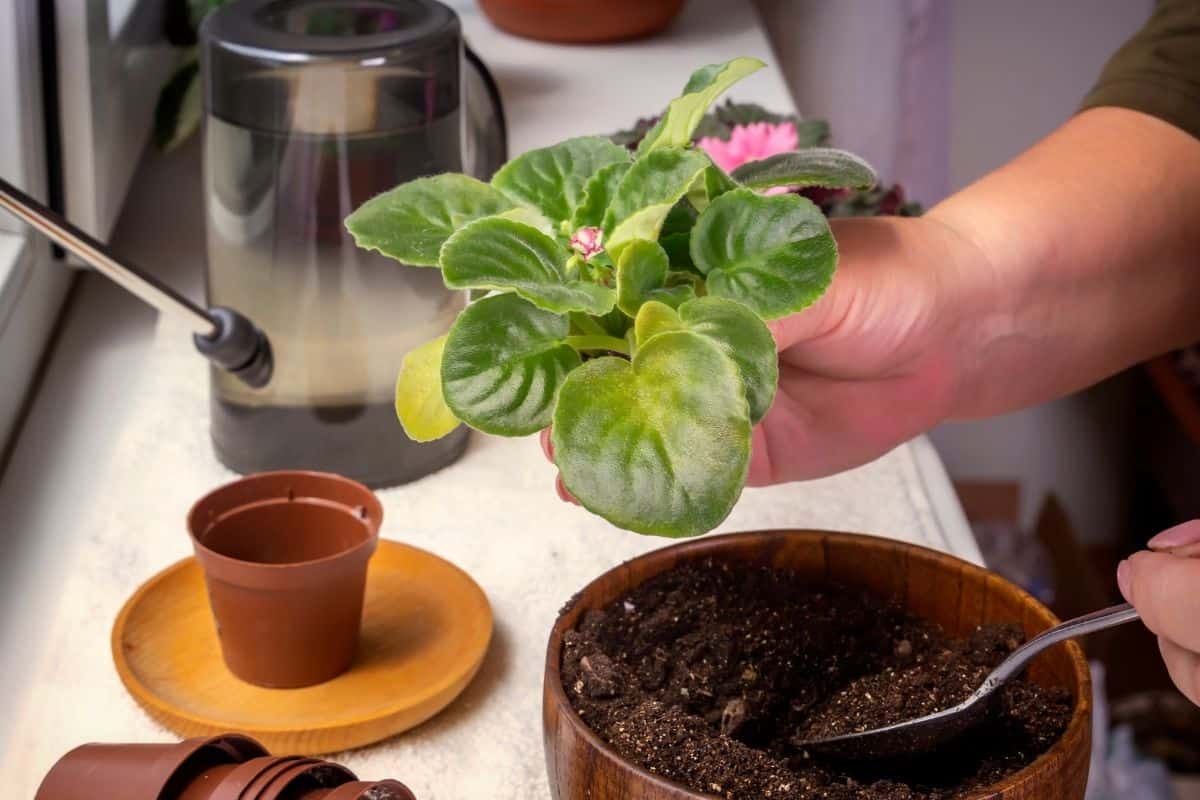 How To Care For An African Violet? (Ultimate Care Guide)