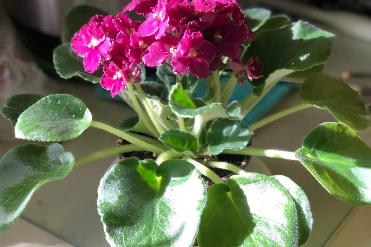 Why Are The Leaves On My African Violet Curling? (Problems+Solution)