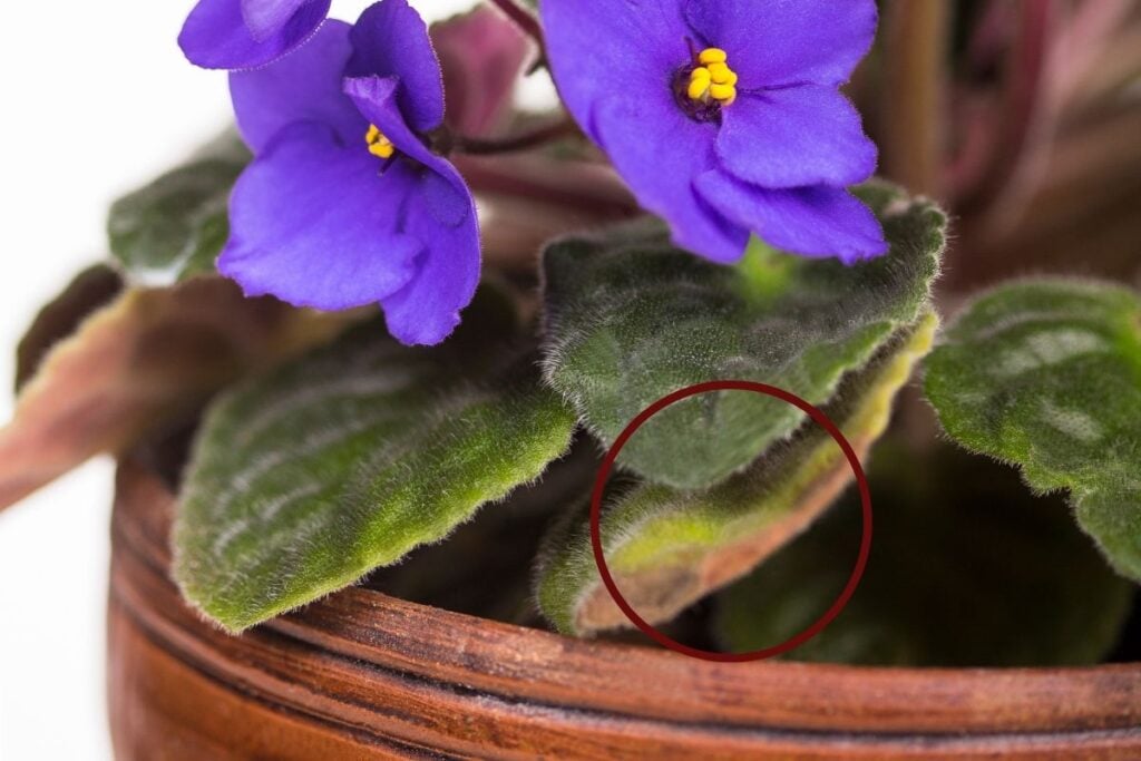 African violet turning brown