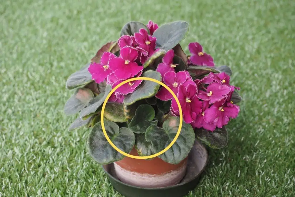 African violet turning yellow