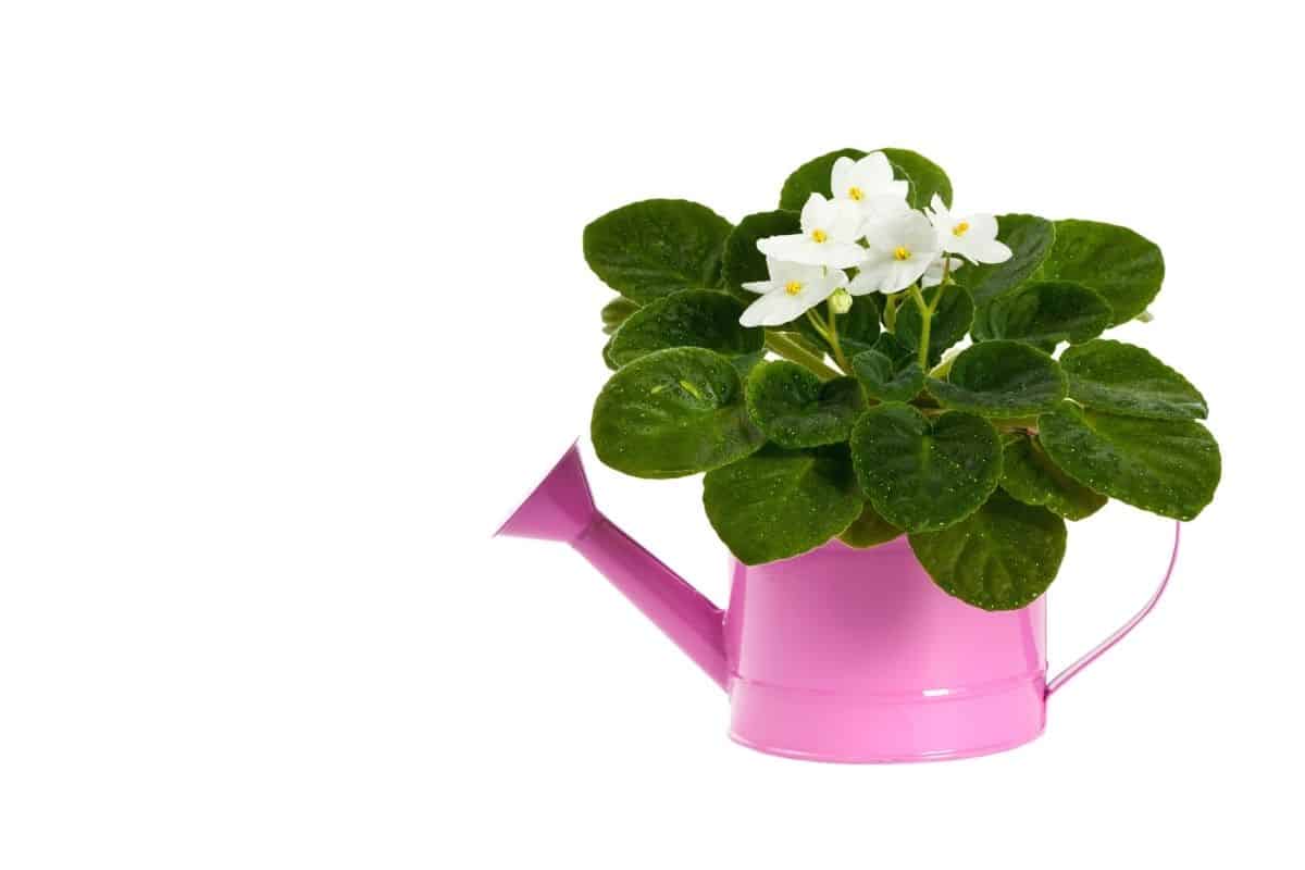 How Often Should African Violets Be Watered? (African Violet Water