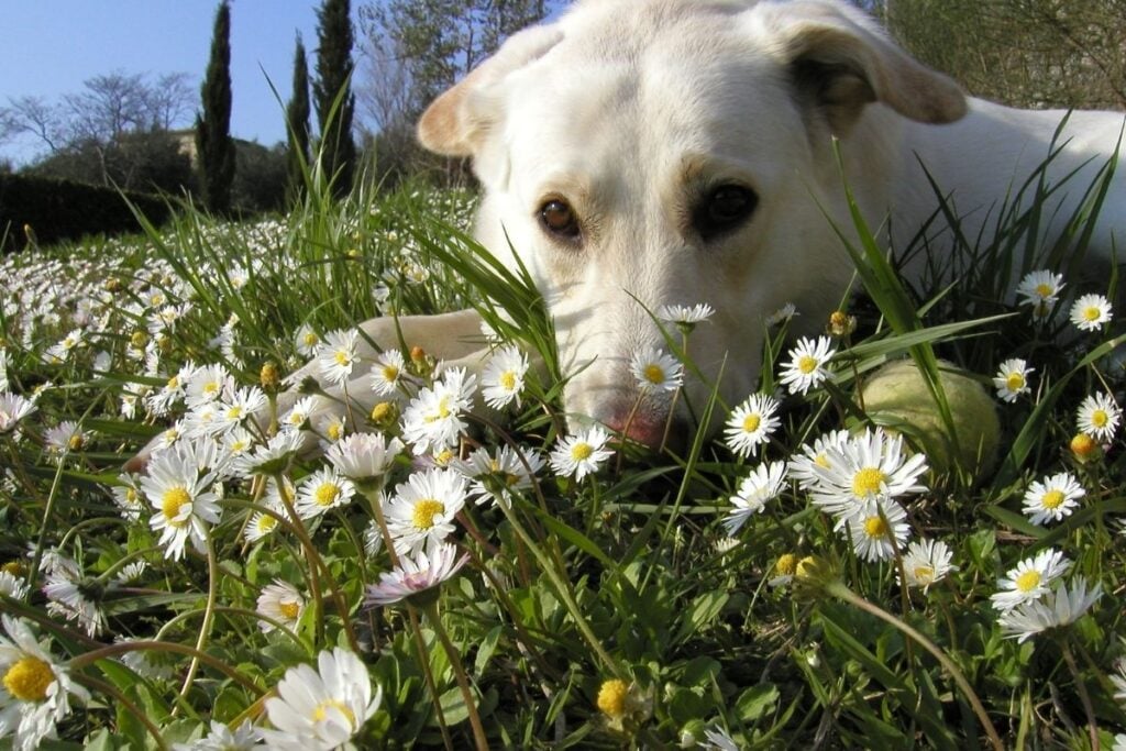 Daisy dog