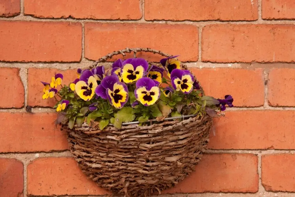 Pansy care