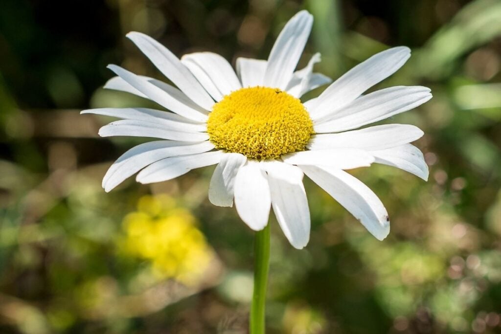 Daisy 6