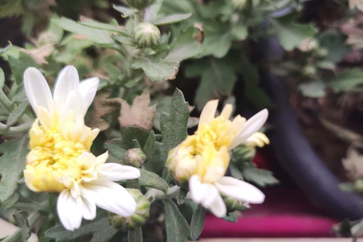 How Much Water Do Daisies Need? (Daisy Water Requirements)