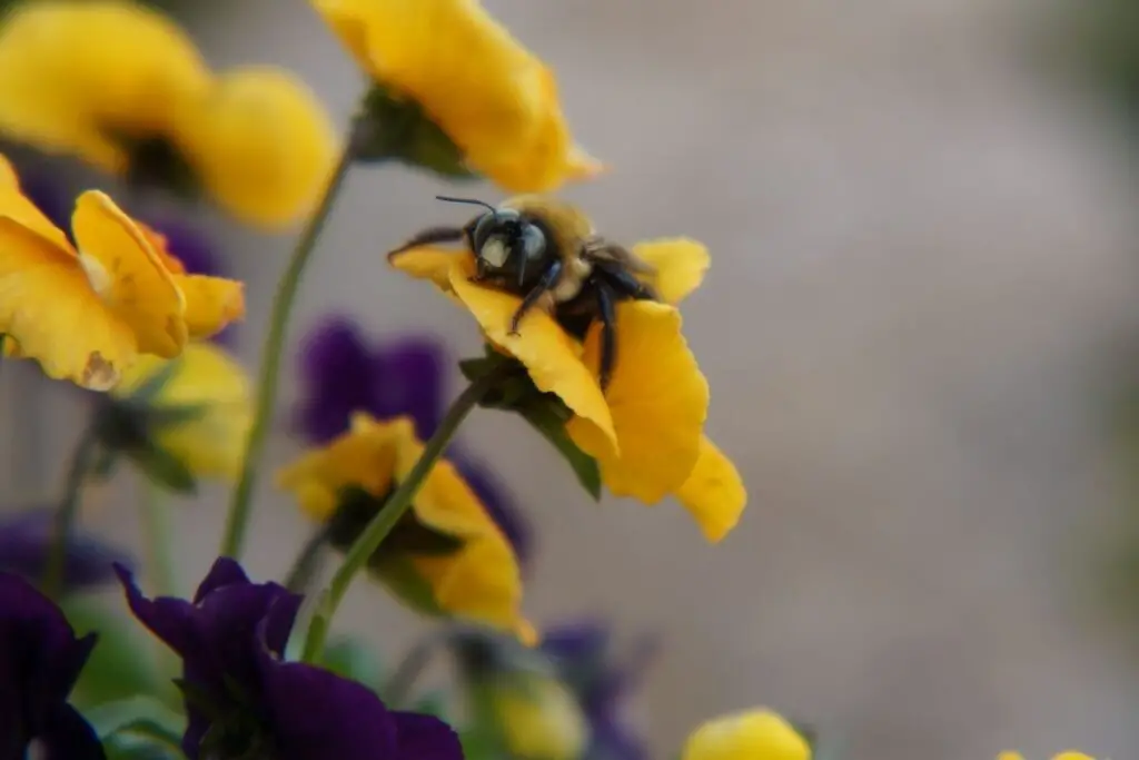 Bee on pansy