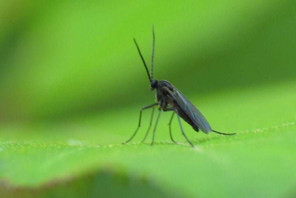 Fungus gnats