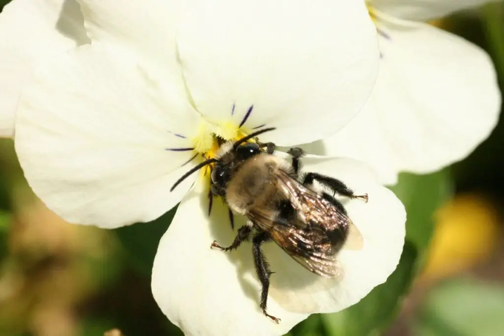 Pansy bee