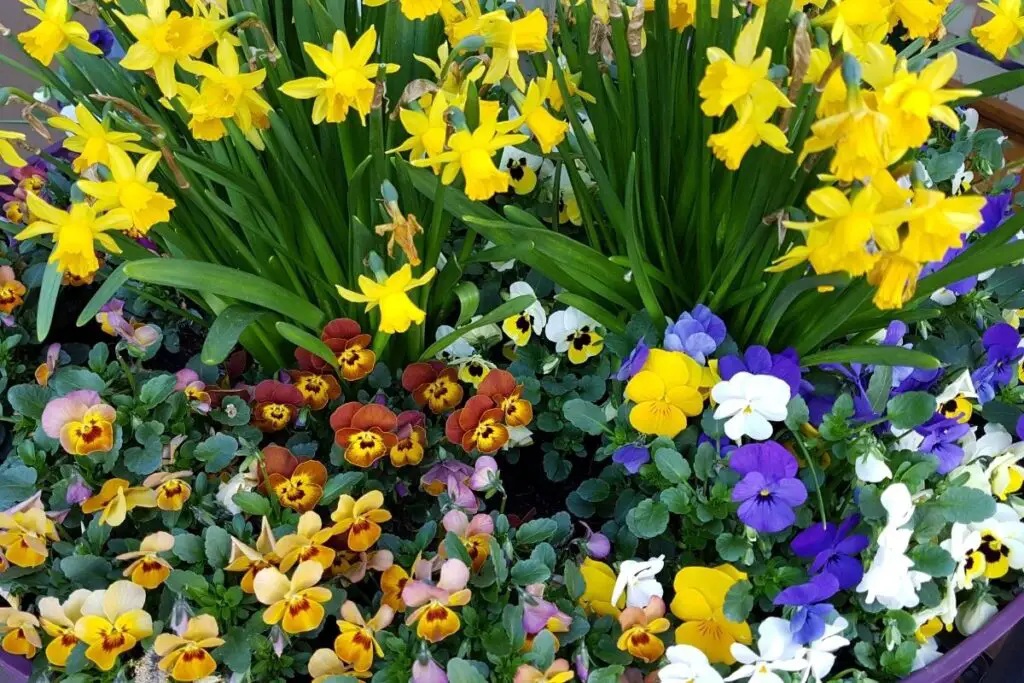 Pansy with Daffodils