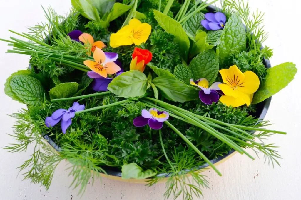 Pansy with herbs