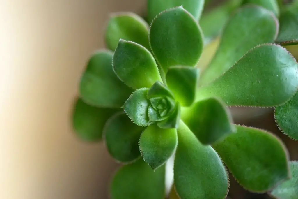 Hens and chicks new growth