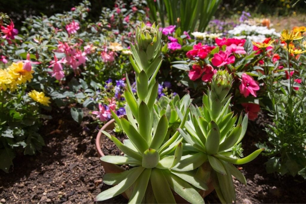 Hens and chicks outdoors