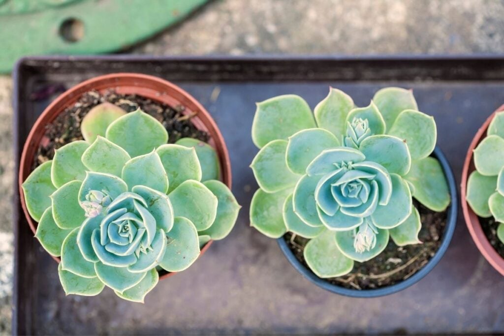 Hens and chicks pots