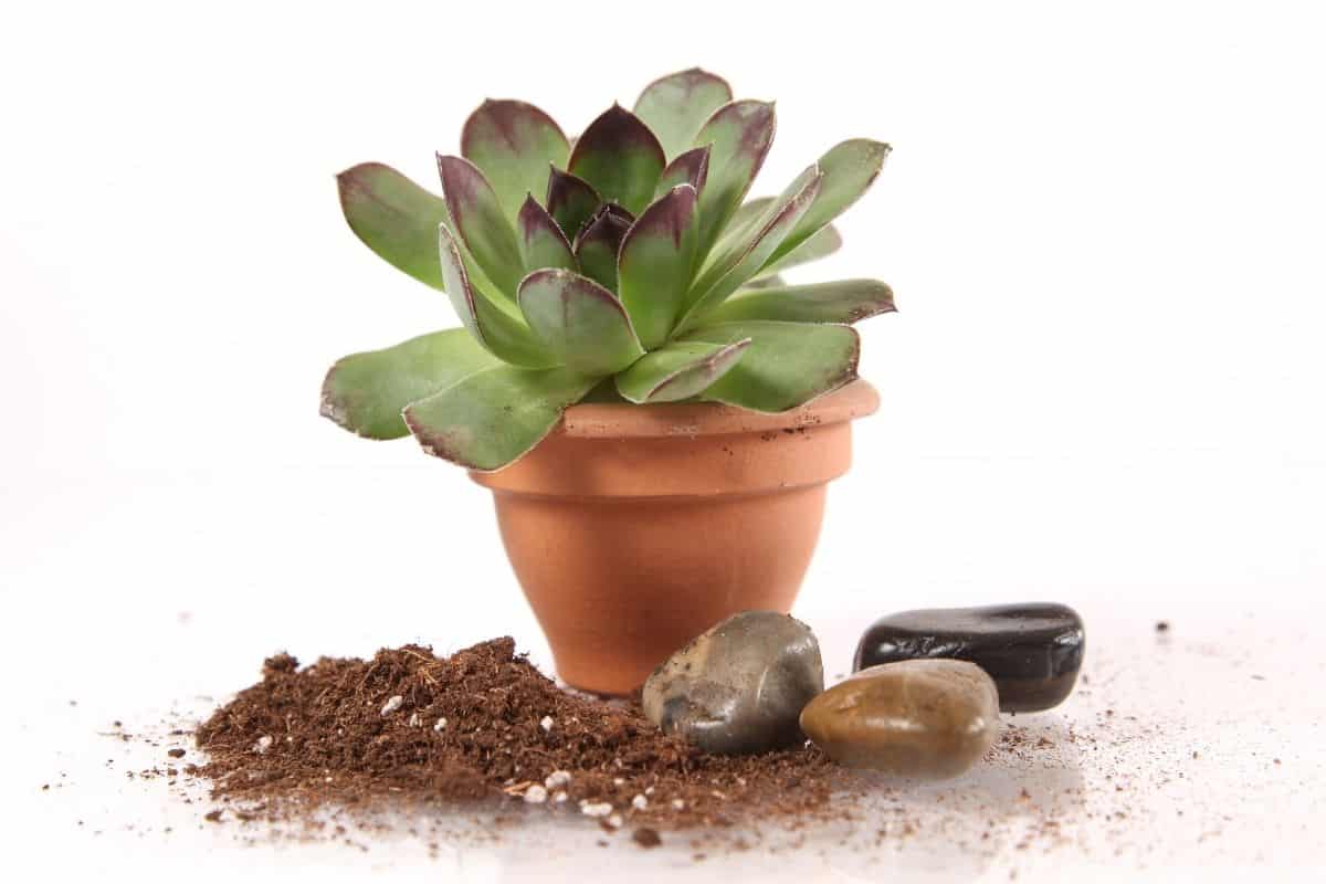 Why Are My Hens And Chicks Turning Brown? (Causes+Fix)