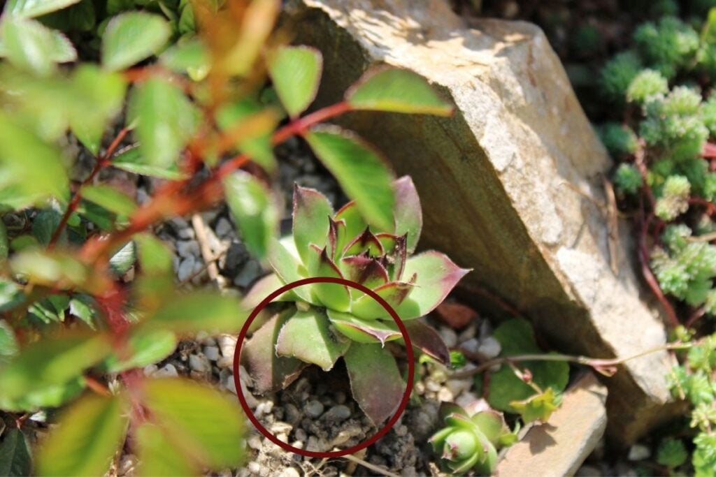 Hens and chicks turning brown