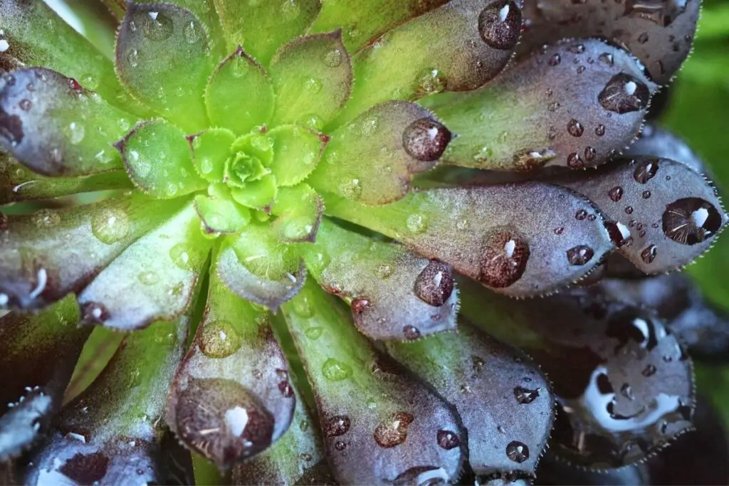 Hens and chicks turning purple