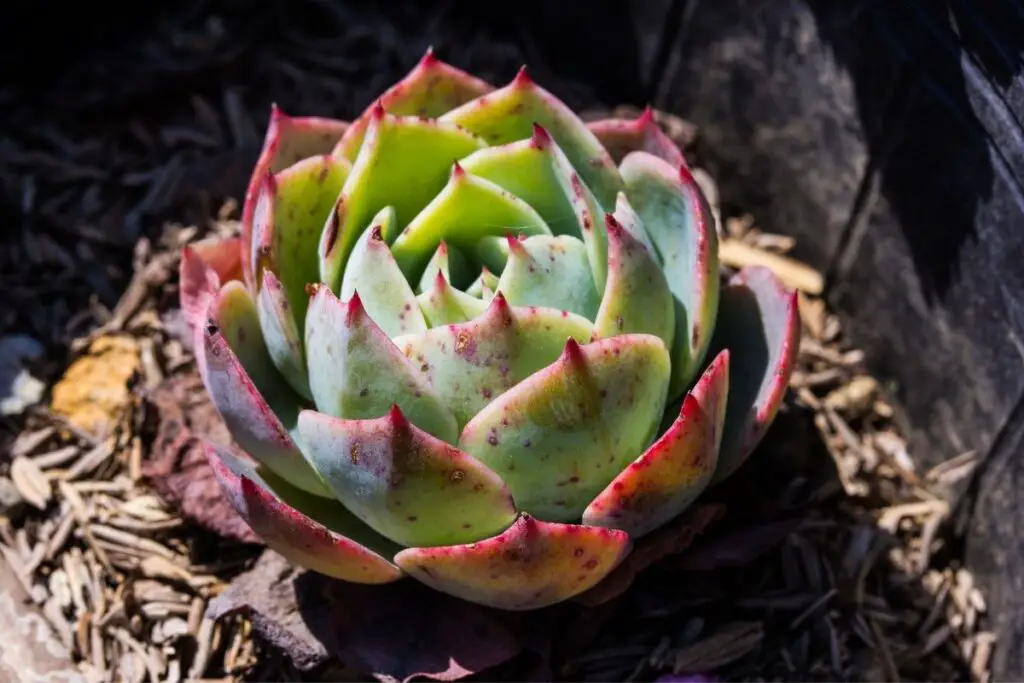 Hens and chicks turning red