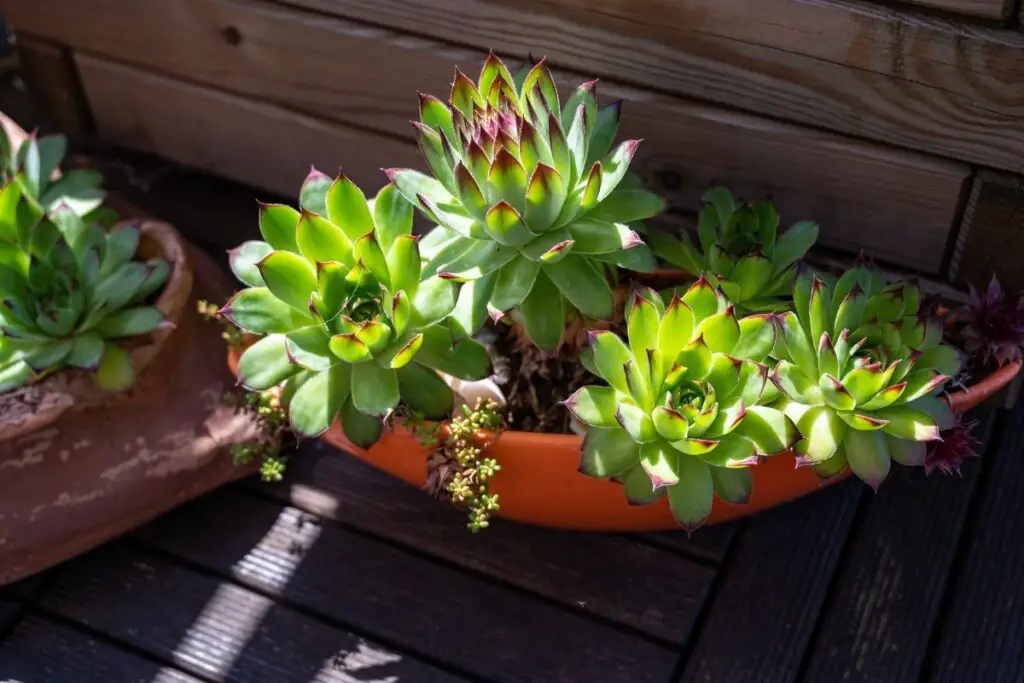 Hens and chicks turning red 2