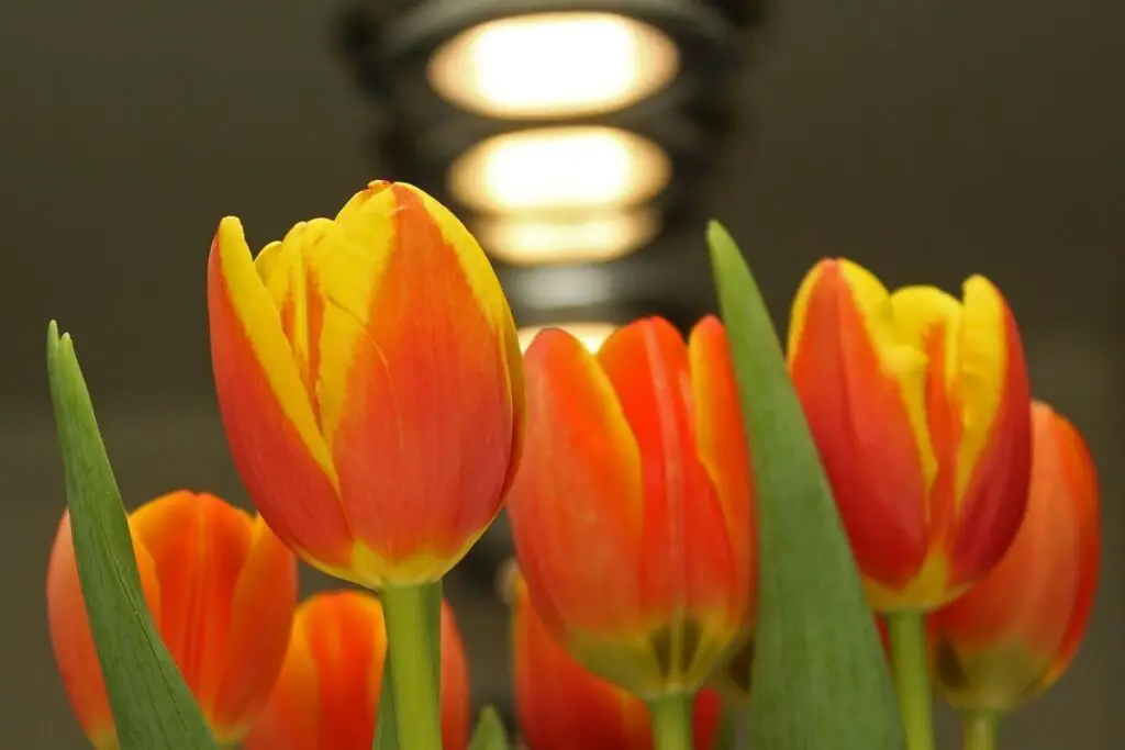 Tulip artificial light