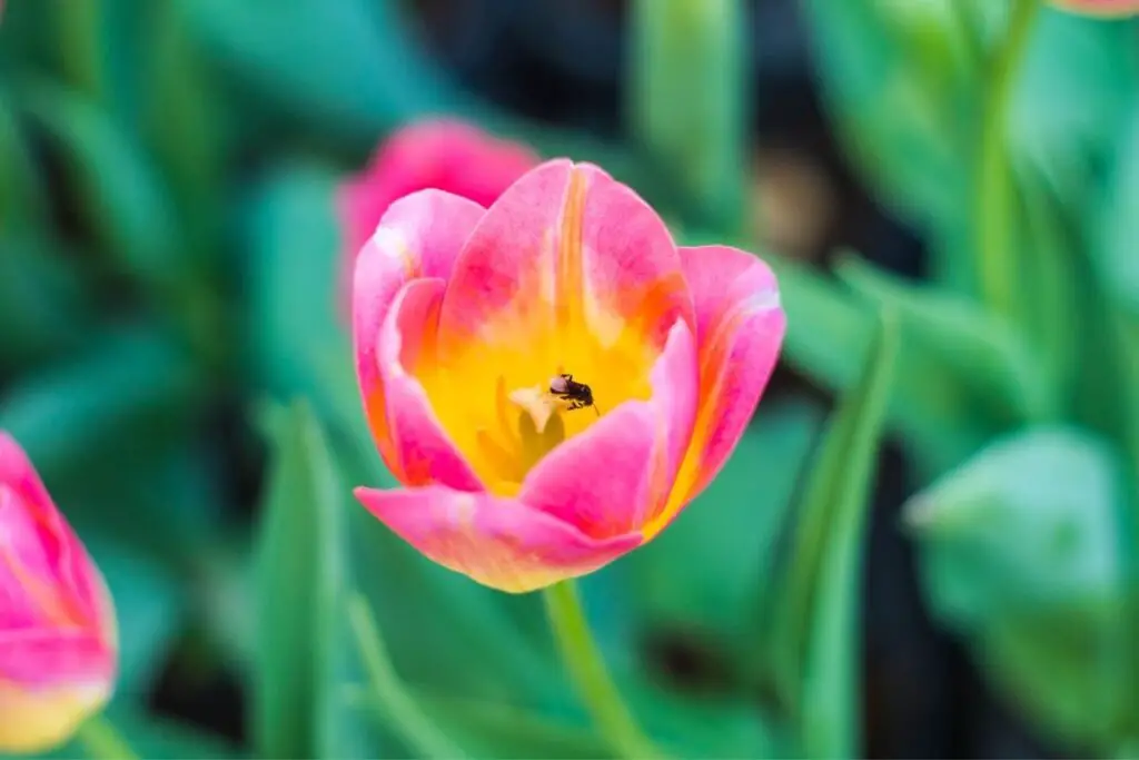 Tulip bees