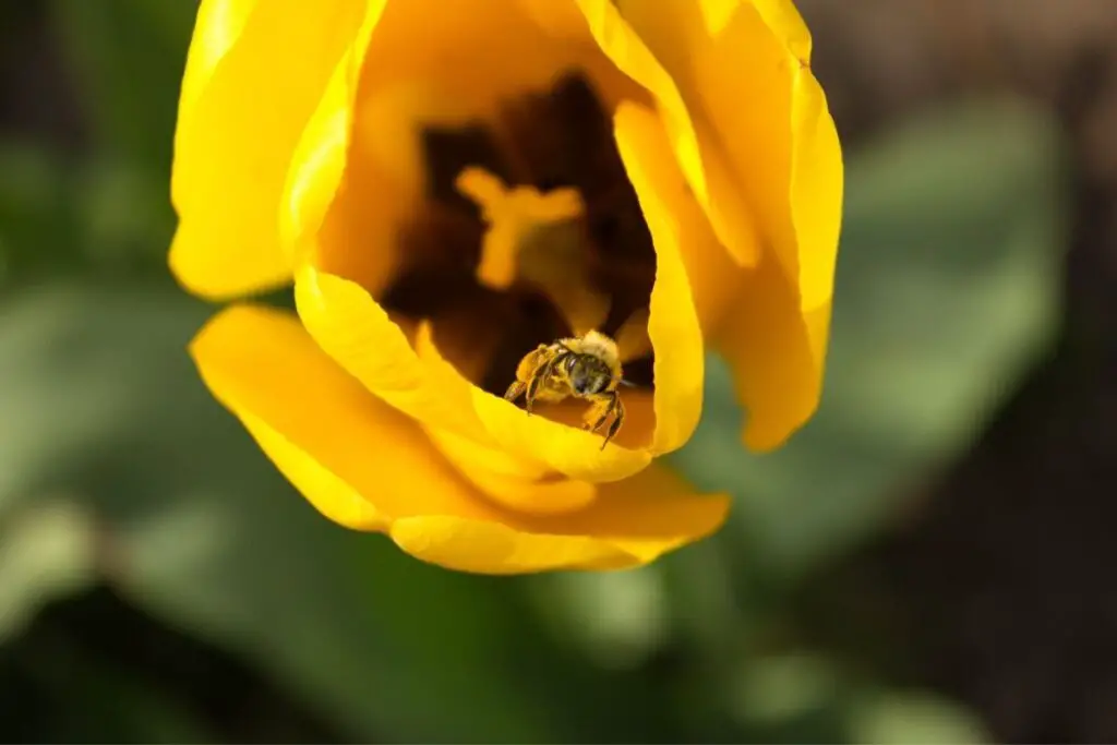 Tulip bees 4