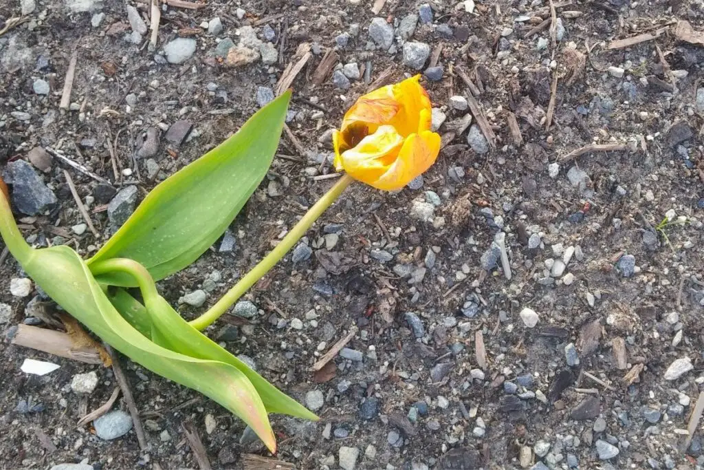 Tulip drooping