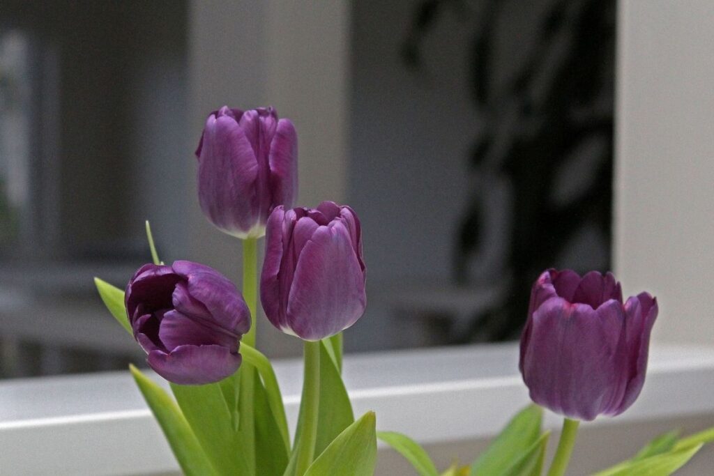 Tulip indoor