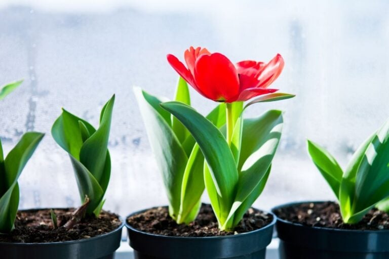 do tulips open all the way