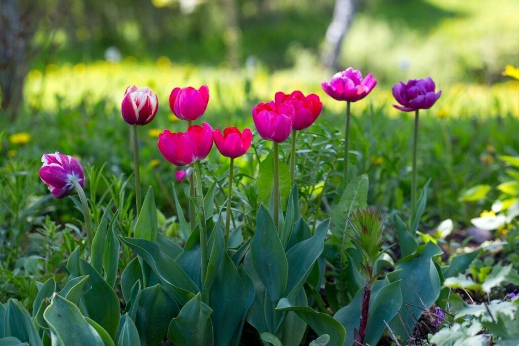 Tulip long stem