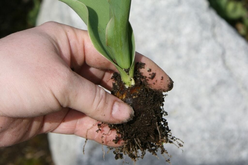 Tulip repotting