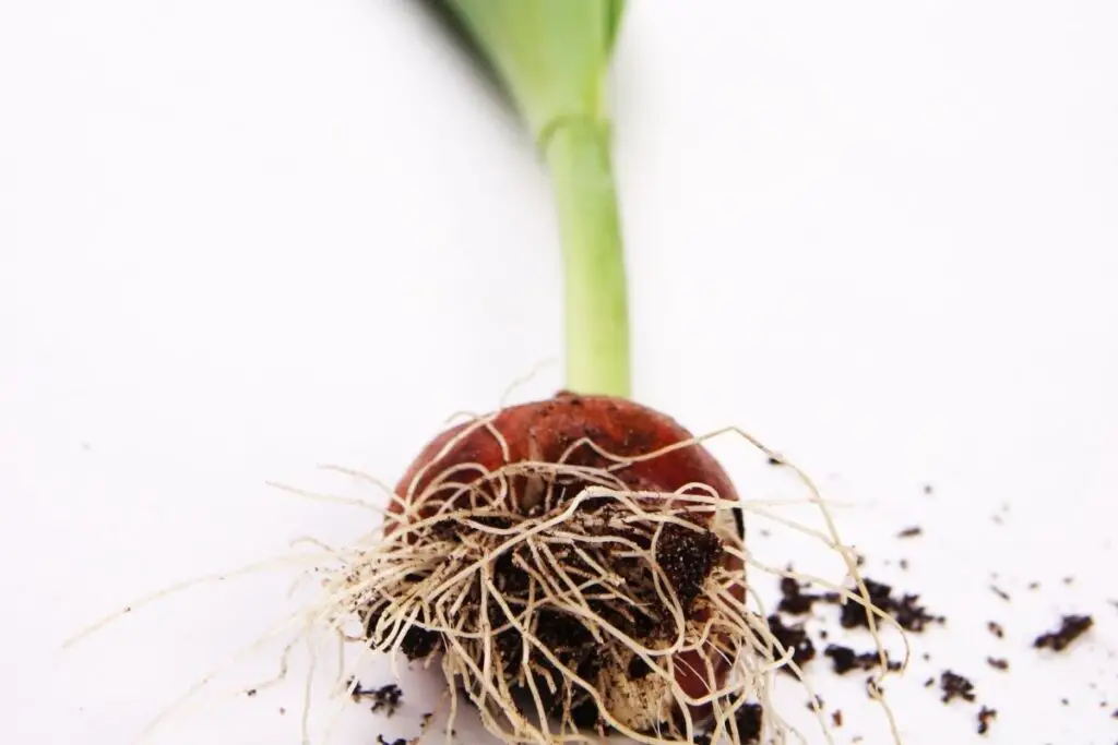 Tulip root
