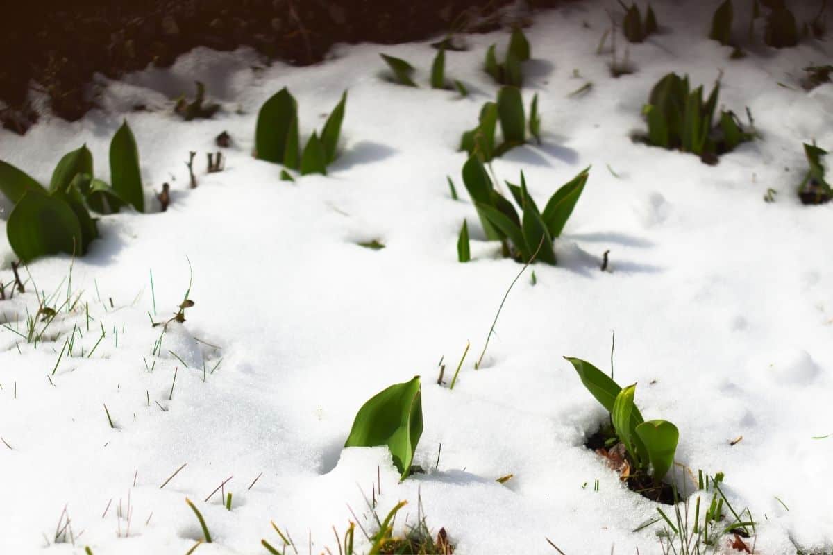 What Temperature Do Tulips Need? (+Growing Them At Different Temperature)