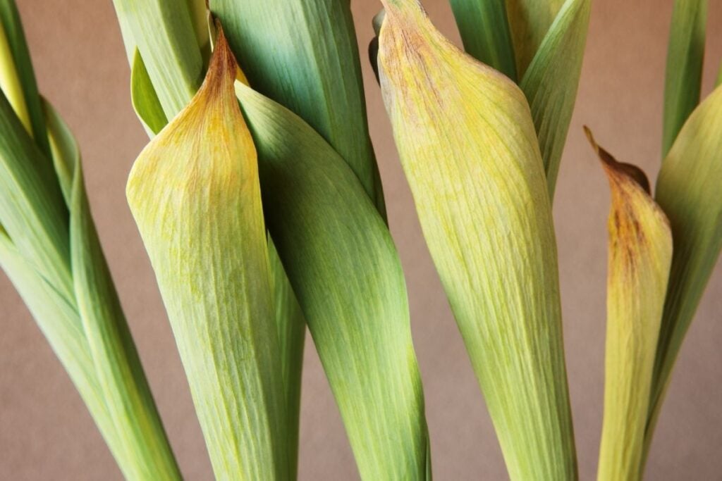 Tulip turning yellow and brown