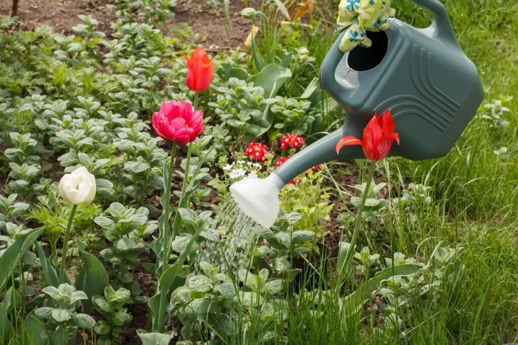 Tulip watering 2