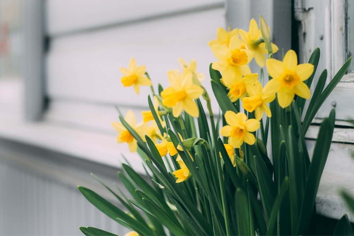 17 Best Flowers To Grow In Texas (+Pictures & Basic Care)