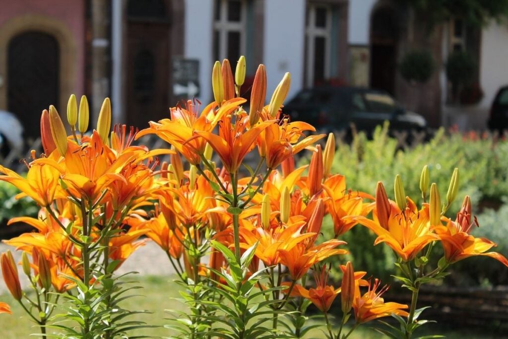 Daylilies