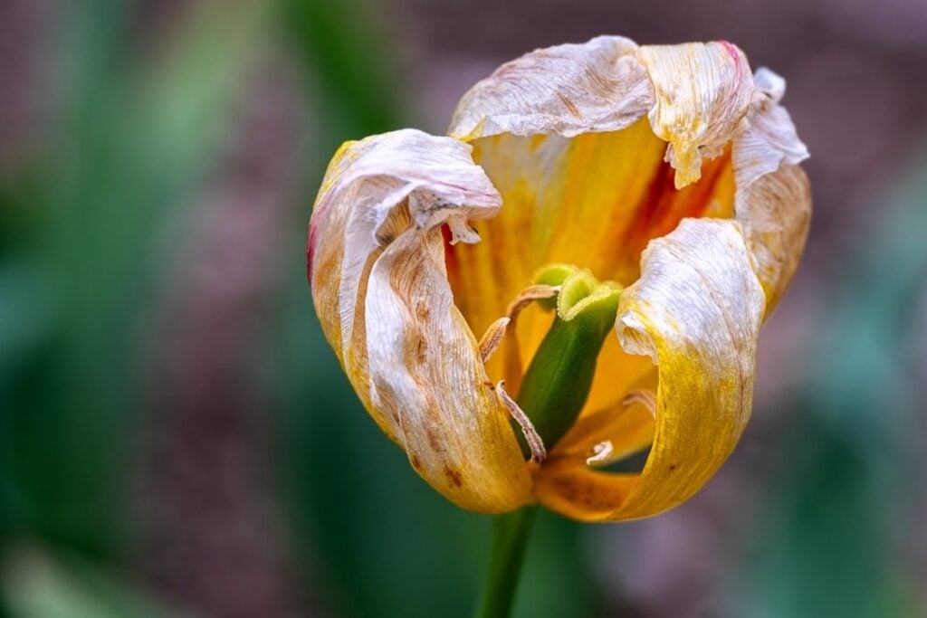 Tulip turning white