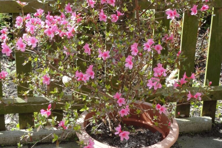 BEST FLOWERS TO GROW IN CENTRAL CALIFORNIA visual data 6