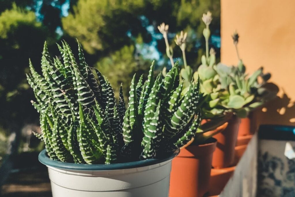 Haworthia outside