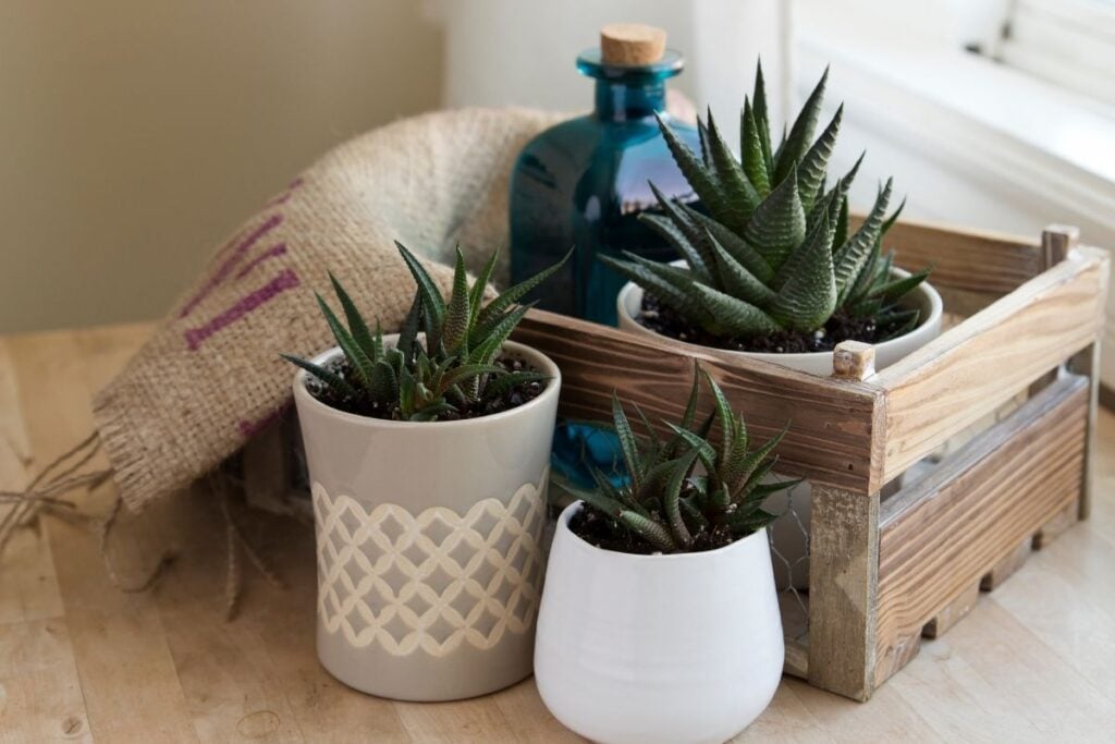 Haworthia placement 2